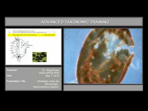 Whiteflies under the microscope - <em>Aleurocanthus woglumi</em>