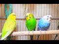 pleasant american parakeets chirping singing and playing. 4hr of relaxation