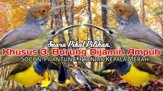 Download lagu MP3.. Suara Pikat Burung Sogon Dan Pijantung Prenjak. Paling Cepat Respon.. mp3