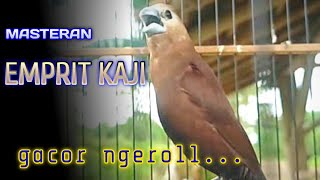 Download lagu masteran emprit kaji gacor ngeroll sound - white headed sparrow munia bird singing training mp3