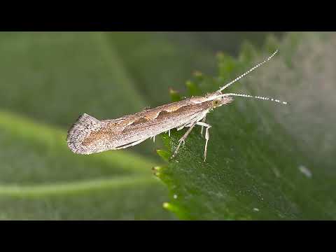 AGRO PREPORUKA - Kupus na udaru štetočina