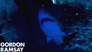 Shark extinction and its effect on ocean ecosystem - Gordon Ramsay