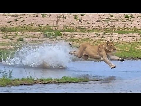 Lion sightings in Kruger National Park l South Africa  Vol 1