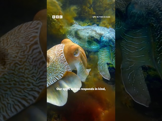 Vídeo relacionado con Handbook of Alien Species in Europe: 3 (Invading Nature - Springer Series in Invasion Ecology)