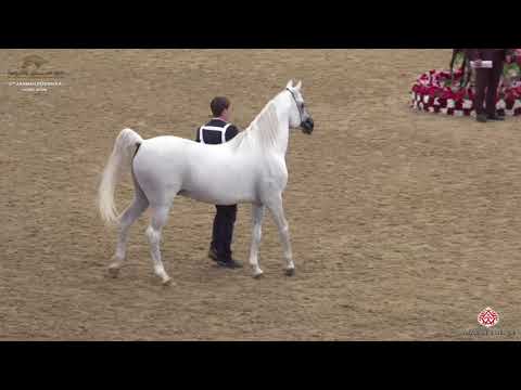 N 204 SIMEON SBEDEE   10th Qatar International Arabian Peninsula Horse Show 2020   7+ Years Old