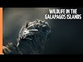 Spectacular Wildlife In The Galapagos Islands Full Documentary