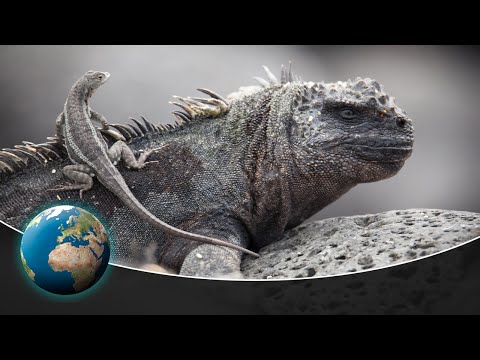 Spectacular Wildlife in the Galapagos Islands