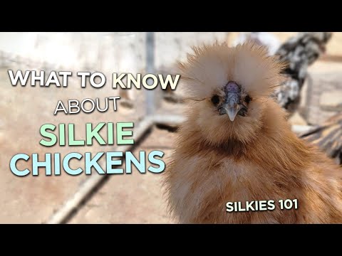 Silkies 101 — co treba vediet pred kupou
