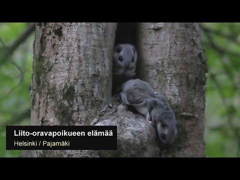 Liito-oravapoikueen elämää (emo + kolme poikasta) | Helsinki