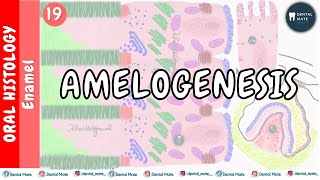 Amelogenesis | Stages of enamel formation | Tomes process | Amelogenin | Non-Amelogenin | Dr Paridhi
