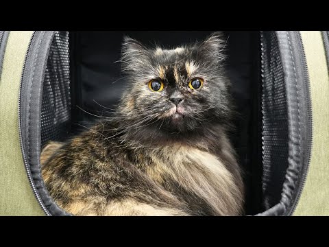 The Cutest, Tiniest Persian Mix Cat I've Ever Groomed