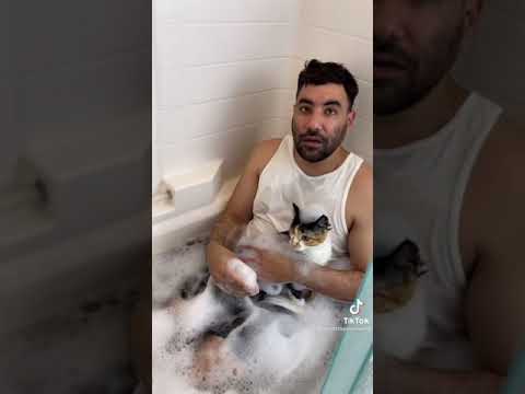 Funny cats and kittens/ cute cats and kittens 2021