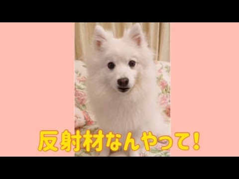 ワンワンU・x・Uお悩み相談室3️⃣0️⃣〜福井市「ひなちゃん🐩」🐶#反射材着用で事故防止✨🎽