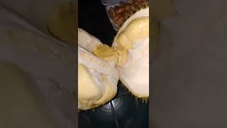 Download lagu Belah Duren #shortvideo #musangkingdurian #durian #durianlovers mp3
