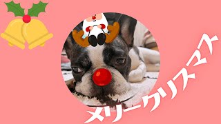 ワンコと初めて過ごすクリスマス🎄