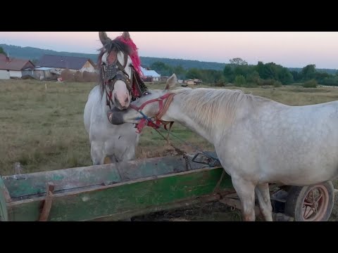 Caii lui Vasile de la Solca - Bucovina