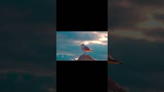 TWO STORIES ABOUT FLYING | HIS FIRST FLIGHT | CLASS 10TH | SHORT SUMMARY | FIRST FLIGHT | CHAPTER 2