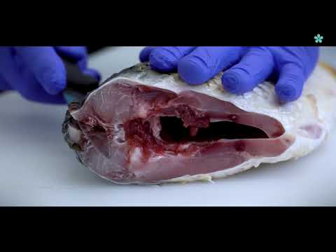 Instruktážní video filetování kapra, FROV JU