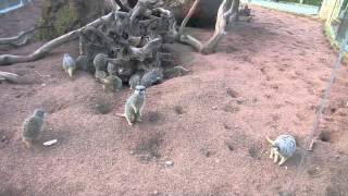 Meerkat Mayhem