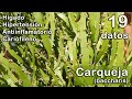 Carqueja 19 Facts About This Medicinal Plant