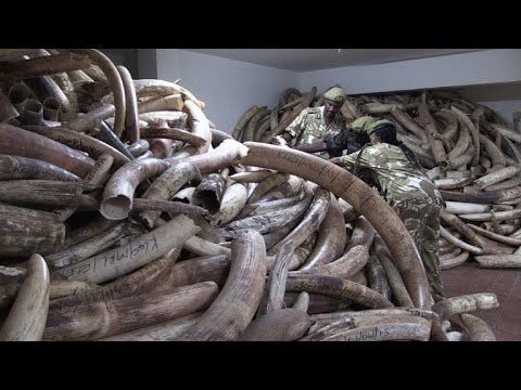 Quênia quer erradicar comércio ilegal de marfim