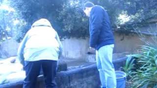 los angeles zoo hippo feeding