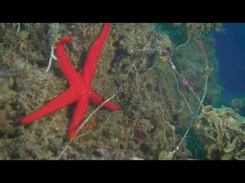 Lenza da pesca persa sul fondale