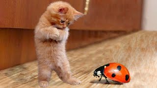 Best Funny Animals 2023 😂 Funniest Cats and Dogs 😻