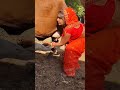 Cow Cattleworld Animalfarming Animals Baffalo Cattlefarming Livestockfarming