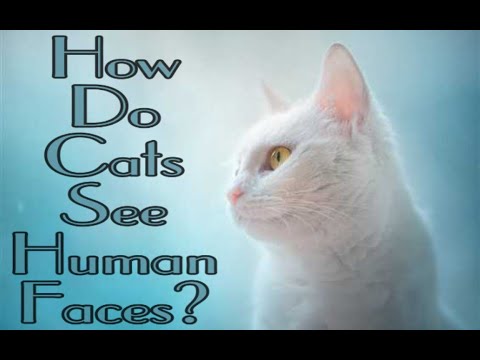 How Do Cats See Human Faces ? - Can Cats See Us Like We See Ourselves?- Cats