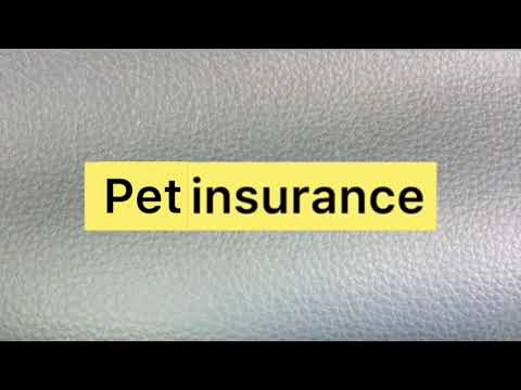 Pet insurance | Pet insurance for dogs