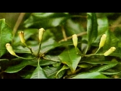 O HŘEBÍČKU ZAHRADNICKÝ lidová