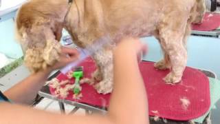Speed Grooming One Leg For 4min By KM DOG