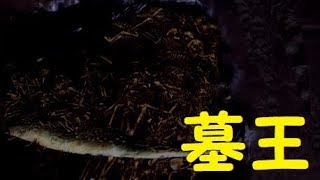 【ダクソ】パート１１「墓王ニト」【ダークソウルリマスター】