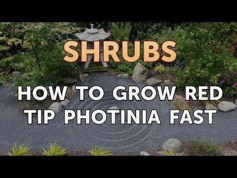 How to Prune a Bottlebrush Shrub