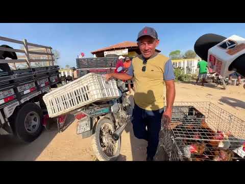 Feira de Galinhas em Senador Rui Palmeira - 02 - 12 - 2025 #nordeste