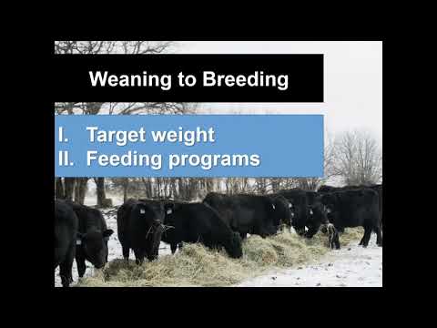 Nutritional Management of Replacement Heifers - Dr. Eric Bailey, University of Missouri