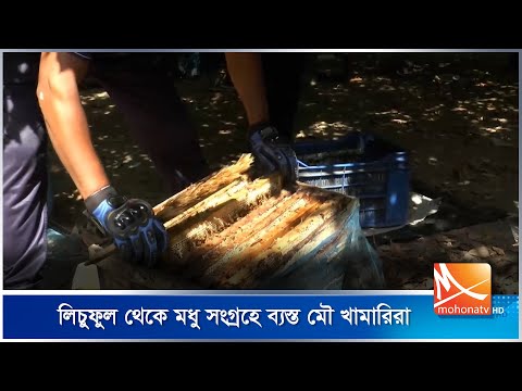 লিচুফুল থেকে মধু সংগ্রহে ব্যস্ত মৌ খামারিরা | Litchi Flowers | Farmers | Honey |  Mohona TV
