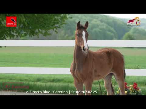 KN 9 Zuccera - Stute (mare) v. Zirocco Blue - Caretino - Cor de la Bryere