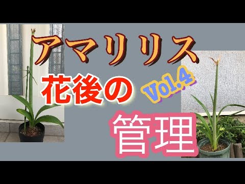 アマリリスを切り花として育てる 植物