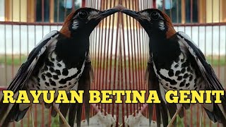 Download lagu ANIS KEMBANG BETINA II MILIK OM DONO (Part VII) mp3