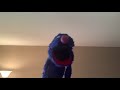Grover Sings Proud Of Me My Version