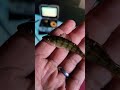 Video Thumbnail for My PB perch!!! ? #short #subscribe #fishing #shorts