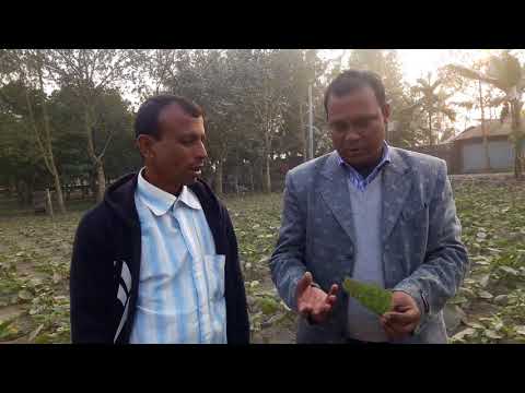 নন-বিটি বেগুনের প্রদর্শনী পরিদর্শন