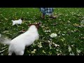 Jack Russell Terrier dogs for sale: Benji - Video 1