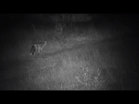 Djuma: Side-striped Jackal - 03:41 - 06/23/20