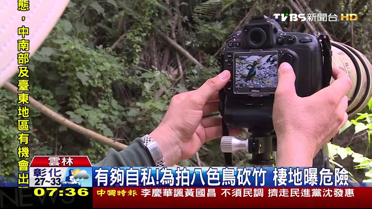 有夠自私!為拍八色鳥砍竹 棲地暴危險