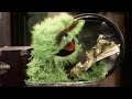 Sesame Street I Love Trash Season 2 1970