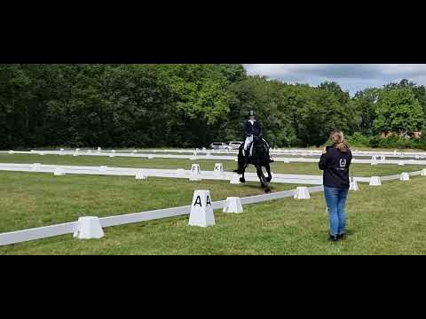 Stal Okkema's Rykman -  Wimer x Haitse - Star Stallion - 2013 - 1.67m