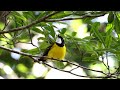 Australia Part 22 Mt Hypipamee Hasties Swamp Pickford Rd Sep 28 Sep